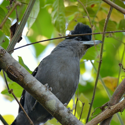 Giant Antshrike